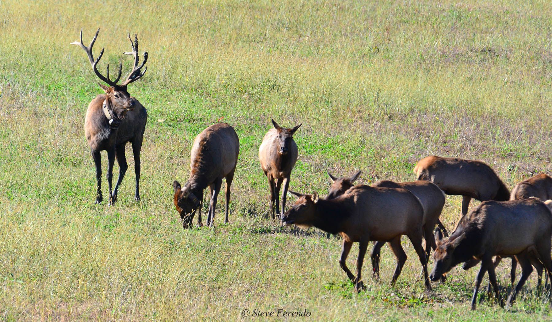 "Natural World" Through My Camera Pennsylvania Elk Range, Day Four